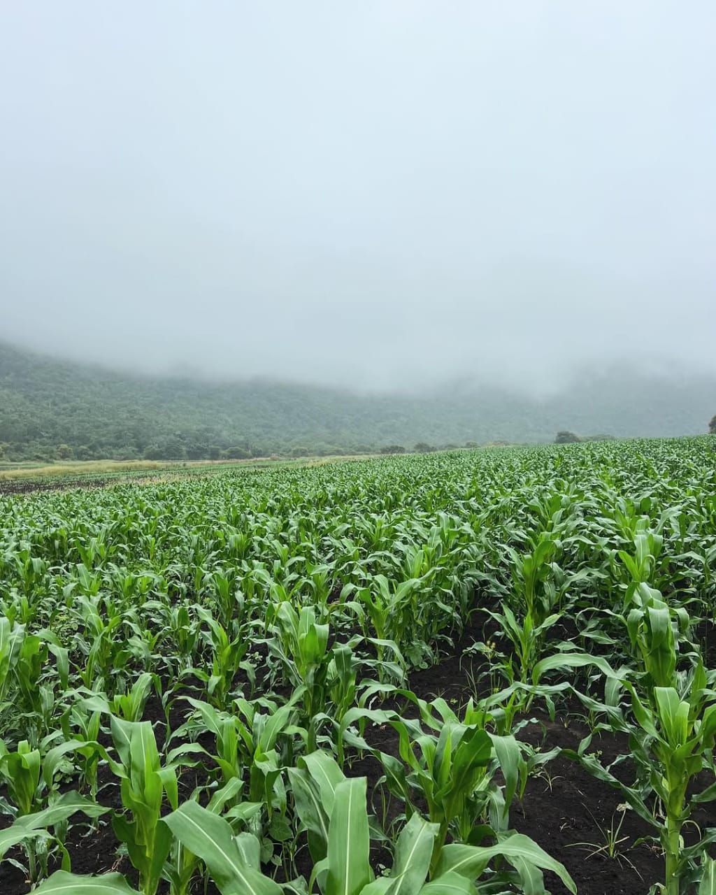 Valley Mist Cereal & Grain Basin
