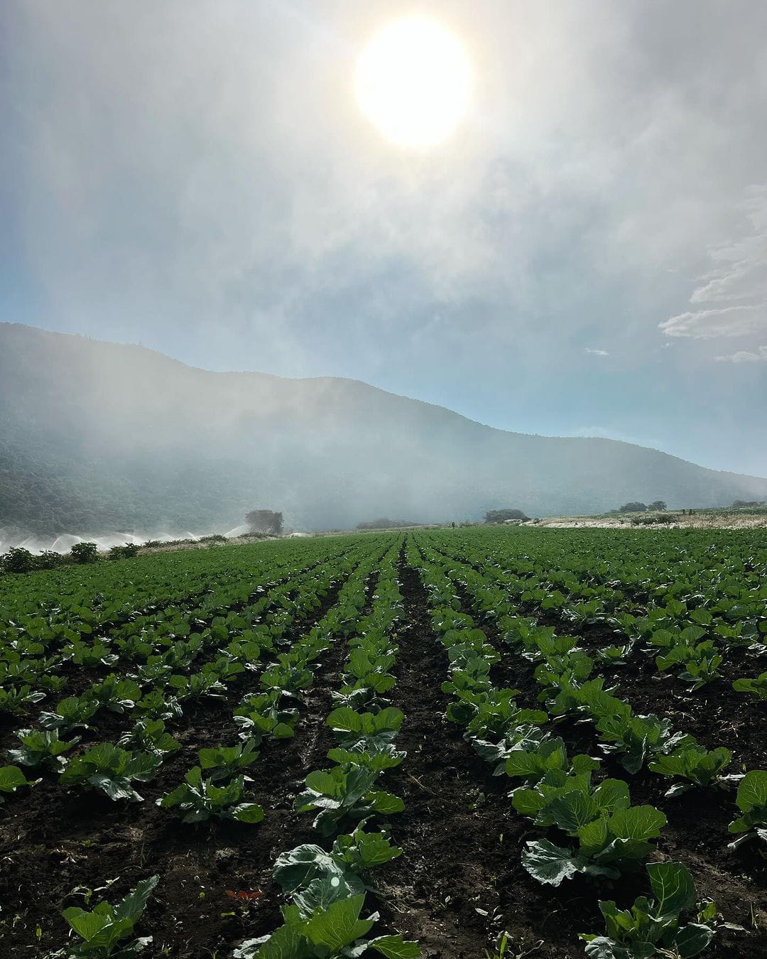 Morning Sun High-Altitude Horticulture Farm