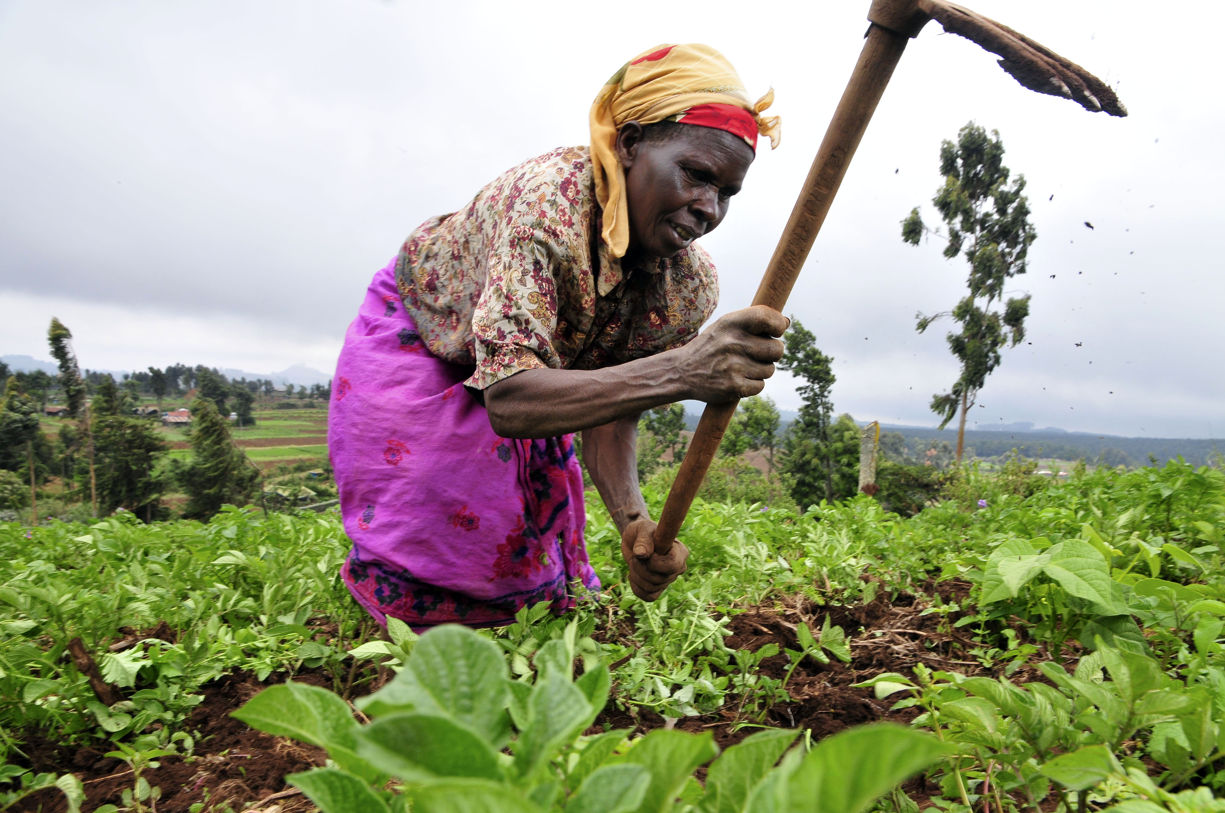 Member Women Agribusiness & Potato Empowerment Farm