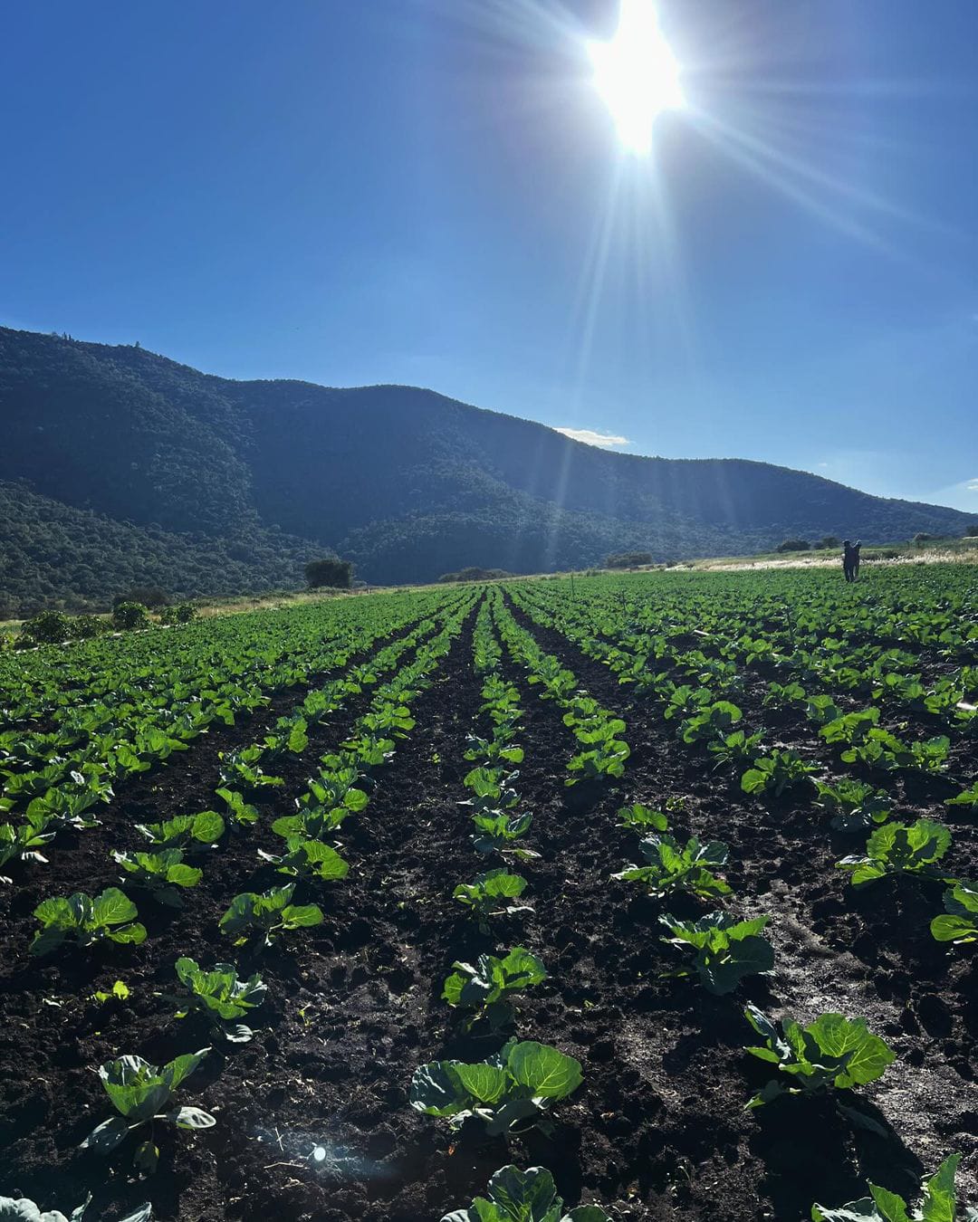 Rift Valley Commercial Cabbage Plantation