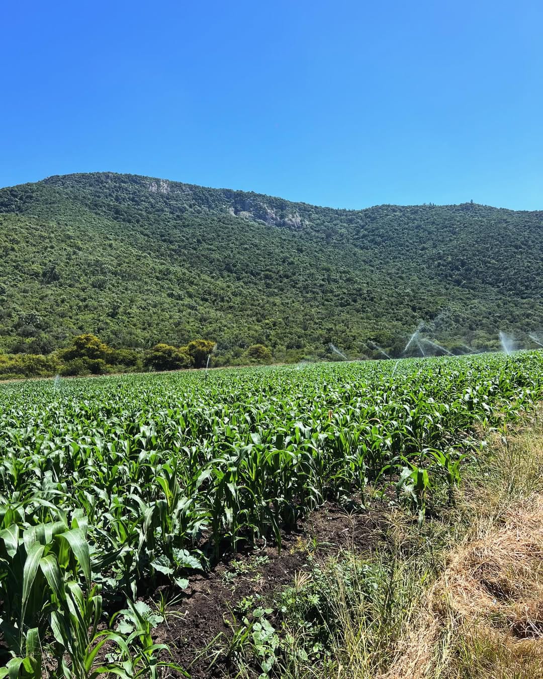 Mount Longonot Grain & Maize Irrigation Scheme