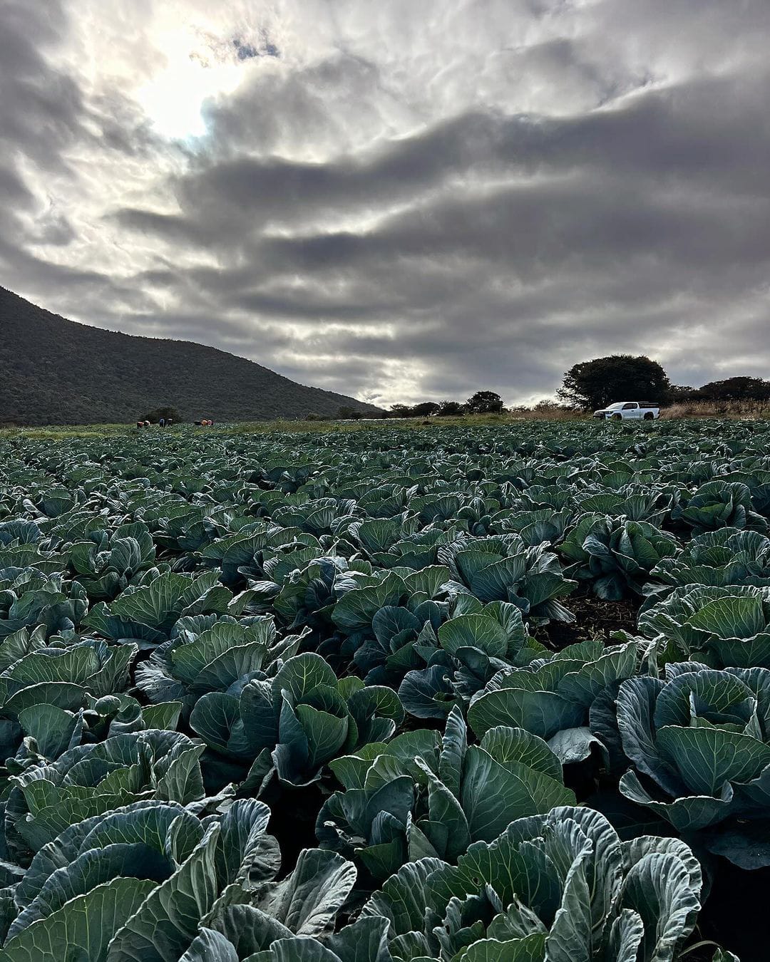Kinangop Plateau Bulk Vegetable Field