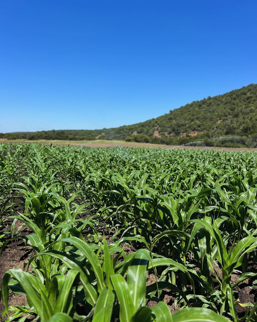 Uasin Gishu Commercial Corn Plantation